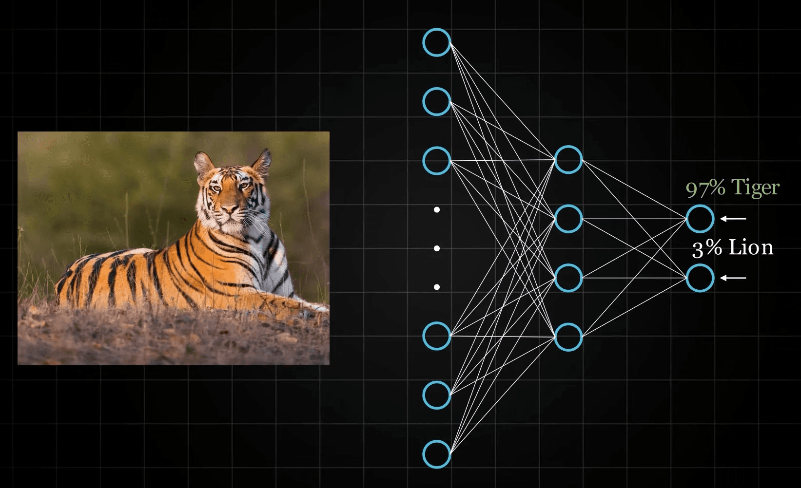 A photo of a tiger with a prediction bar showing 97% Tiger and 3% Lion overlaid on the bottom.